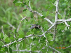 Chetogena tachinomoides