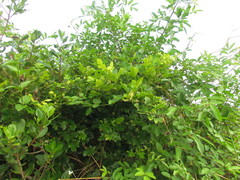 Paullinia trigonia