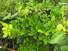 Paullinia trigonia