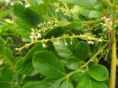 Paullinia trigonia
