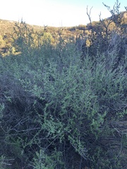 Ceanothus verrucosus