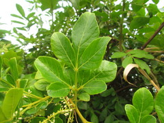 Paullinia trigonia