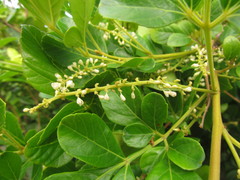 Paullinia trigonia