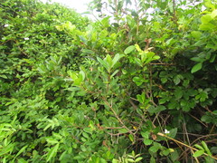 Myrsine parvifolia