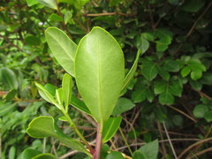 Myrsine parvifolia