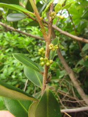 Myrsine parvifolia