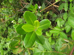Myrsine parvifolia