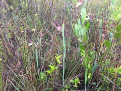Cleistesiopsis oricamporum