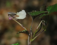 Viola alba alba