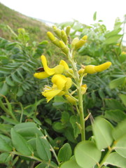 Sophora tomentosa