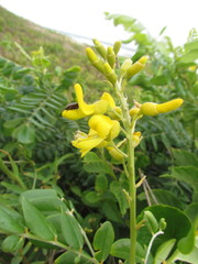 Sophora tomentosa