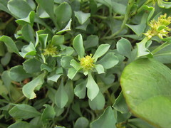 Acicarpha bonariensis
