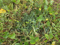 Acicarpha bonariensis