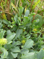 Acicarpha bonariensis