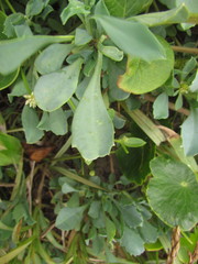 Acicarpha bonariensis