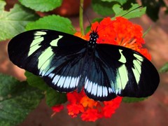Heliconius cydno