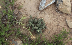 Trichodiadema orientale