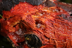 Phanerochaete sanguinea