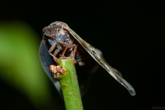 Ricania quadrimaculata