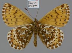 Boloria polaris