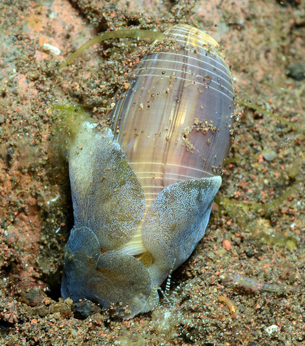 Aliculastrum cylindricum