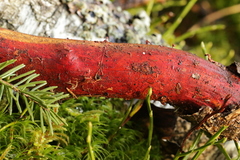 Phanerochaete sanguinea