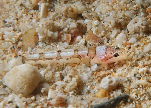 Patchwork barbelgoby (Gobiopsis arenaria) — Gobiidae — 2