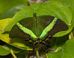 Papilio palinurus