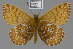 Boloria polaris