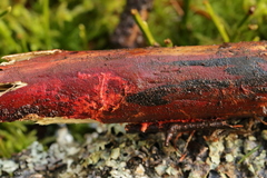 Phanerochaete sanguinea