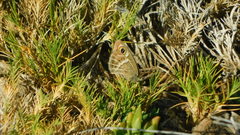 Pampasatyrus gyrtone