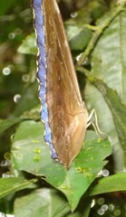Morpho menelaus