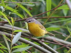 Phylloscopus xanthoschistos