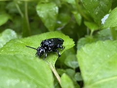 Thyreus lugubris