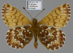 Boloria polaris