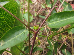 Microstachys corniculata