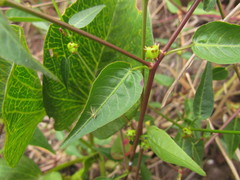 Microstachys corniculata