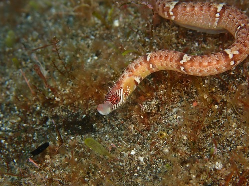 Spiny dwarfgoby (Minyichthys sentus) — Syngnathidae — 2