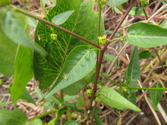 Microstachys corniculata