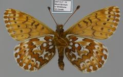 Boloria polaris