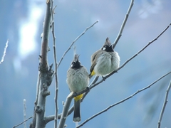 Pycnonotus leucogenys