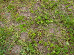 Polygala cyparissias
