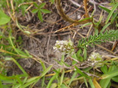 Polygala cyparissias