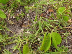 Polygala cyparissias