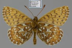 Boloria polaris