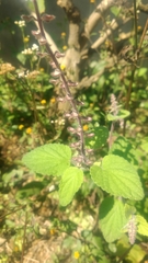 Scutellaria indica