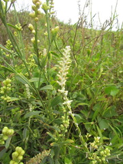 Pterocaulon lorentzii