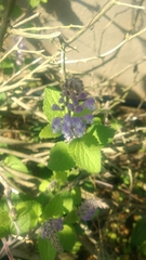 Scutellaria indica