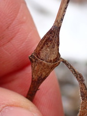 Neolasioptera thurstoni