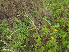 Pterocaulon lorentzii